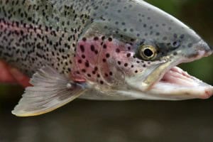 Kenai River Fishing